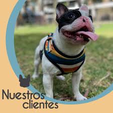 ACCESORIOS PARA MASCOTAS